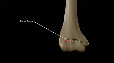 Radial Fossa