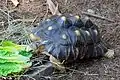 Radiated tortoise