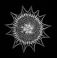 An elaborate mineral skeleton of a radiolarian made of silica.