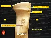 Anterior View. Radial tuberosity.