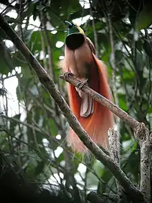  Bird faces up with green face, black breast and pink lower body. Elaborate long feathers on the wings and tail.