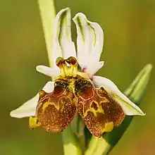 Image 13Mutation with double bloom in the Langheck Nature Reserve near Nittel, Germany (from Mutation)