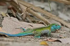 Giant Ameiva (Ameiva ameiva)