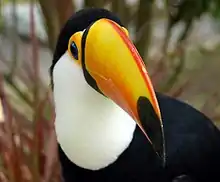 Toco toucan