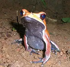 Underside of a breeding male