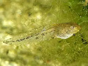 Larva of the common frog Rana temporaria a day before metamorphosis