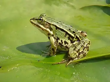 Image 14Edible frogPhotograph: Grand-Duc; edit: NiabotThe edible frog (Pelophylax kl. esculentus) is a fertile hybrid of the pool and marsh frogs which is commonly found in Europe. The species is commonly used in food, including the French delicacy frog legs.More selected pictures