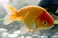 Orange Ranchu Goldfish.