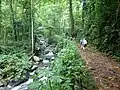 Image 5Hiking in the equatorial forest on the island of São Tomé