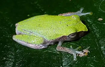 Dorsal view