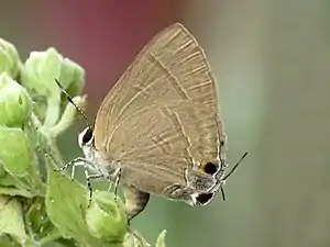 Ventral view (female)