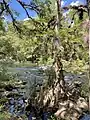 Rapids at Hillsborough State Park