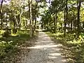 A trail in Rasikbil