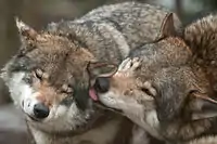 Wolves licking to indicate social status