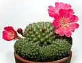 Rebutia minuscula – first discovered Rebutia