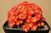 Rebutia senilis v.stuemeri P249