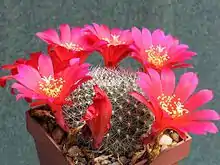 Rebutia wessneriana