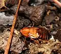 Recently molted adult female.