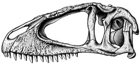 Reconstruction of the cranium of Carcharodontosaurus saharicus