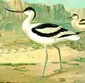 Pied avocetRecurvirostra avosetta