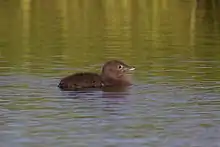 Dark grey fuzzy-looking chick floats on water.