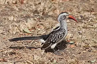 Adult male T. r. rufirostris