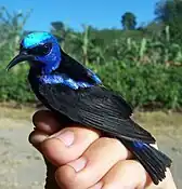 Red-legged honeycreeper