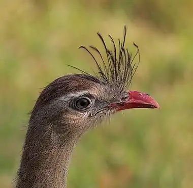 Red-legged seriema (Cariama cristata) head