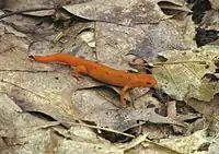 Red eft on the Suffern-Bear Mountain Trail