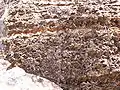 Exposed rock in disused small quarry, showing interesting weathering features