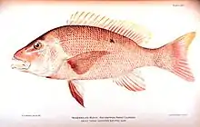 Image 67Red snapper, are generalized reef feeders with standard jaw and mouth structures that allow them to eat almost anything, though they prefer small fish and crustaceans. (from Coral reef fish)