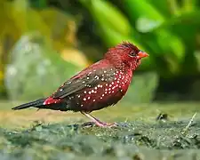 Red avadavat (male) from Dhaka, Bangladesh