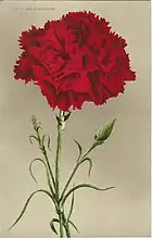 Red_Carnation