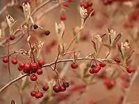 Fruit of this Aronia arbutifolia cultivar persist through the winter and into early spring when new buds are emerging.