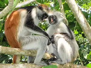 Red colobus monkeys in Jozani forest.