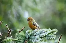 Red crossbillLoxia curvirostra