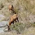 Red hartebeest