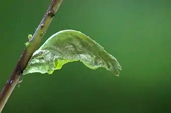 Pupa