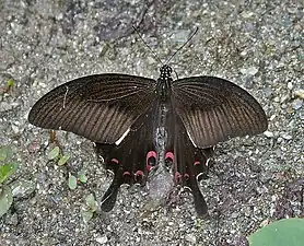Dorsal view