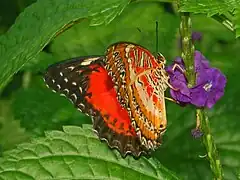 At Niagara Parks Butterfly Conservatory