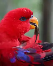 The head and back of a short-billed red parrot, which is chewing on the tip of a black and red feather