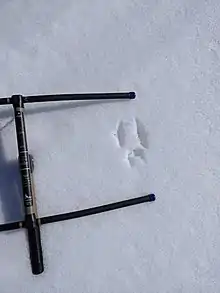 Fresh red squirrel tracks in snow.