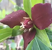 Red Trillium