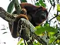 Red howler