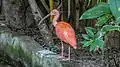 Scarlet ibis