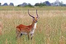 Brown and white bovid