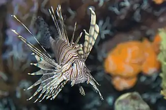 Red lionfish (Pterois volitans)