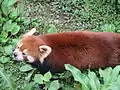 Red panda from above at the zoo