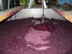 Image 8A cap of grape skins forms on the surface of fermenting red wine. (from Winemaking)