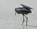 Reddish egret